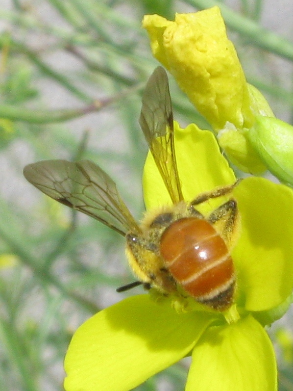 Andrena sp.